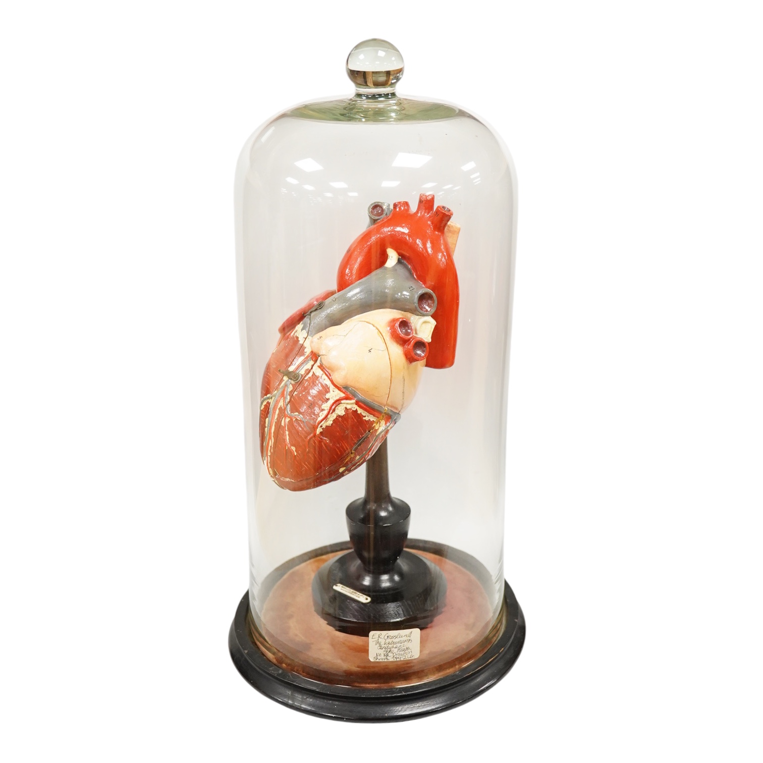 A painted wood and composition model of a human heart by J. Woolley Sons and Co Ltd, Manchester, on an ebonised pedestal and a glass dome, 48cm high